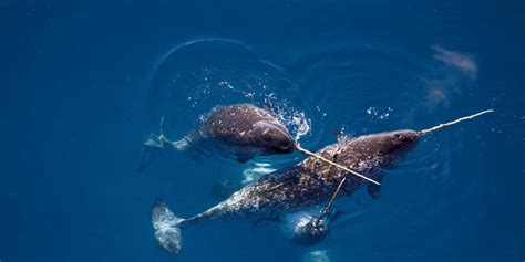 Narwhal: History, Facts, Size, Habitat, Classification & Much More - Animals Name