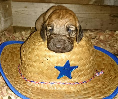 Bloodhound Puppies For Sale | Hillsboro, OH #285488