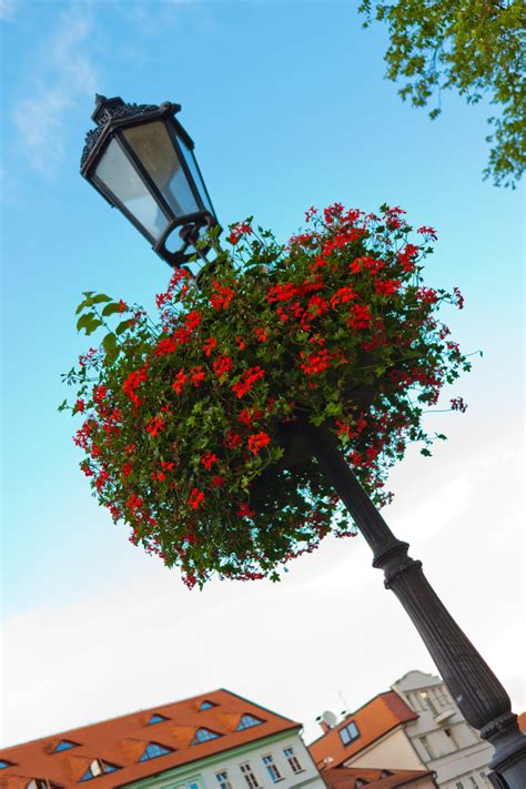 Lamp Post With Flowers Free Stock Photo - Public Domain Pictures