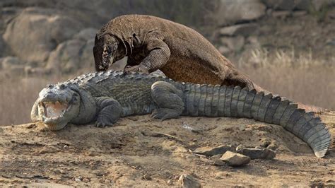 Komodo Vs Crocodile