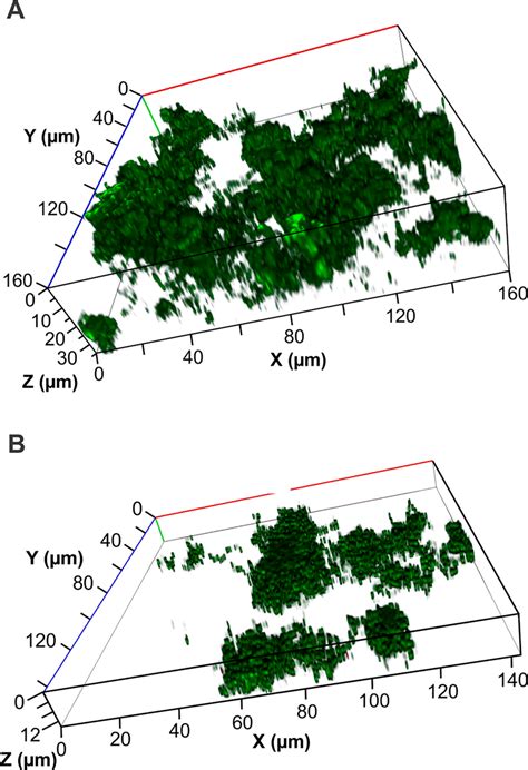 Representative images of S. mutans biofilm formation on Fuji VII GIC ...