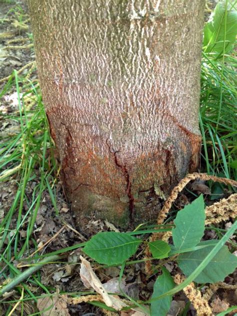 Time to scout for chestnut blight on European and Japanese hybrid cultivars - MSU Extension