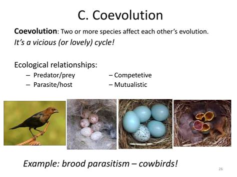 PPT - Patterns of Evolution 2 PowerPoint Presentation, free download ...