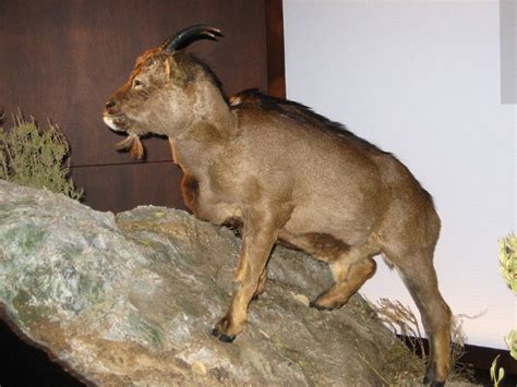 Extinct goat was cold-blooded