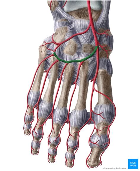 Arcuate artery: Anatomy, branches, supply | Kenhub