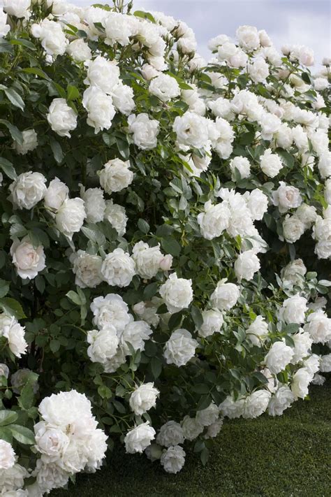 New Roses for 2015 | Landscaping with roses, Fast growing shrubs ...