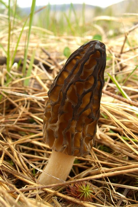 15 Types Of Morel Mushrooms You Can Make In 5 Minutes – Easy Recipes To Make at Home