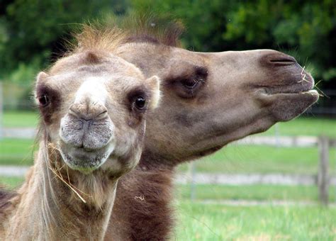 Bactrian Camels - Camelus bactrianus image - Free stock photo - Public Domain photo - CC0 Images