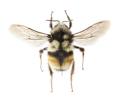 One of the most common North American bumble bee species is actually ...