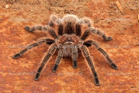 Chilean Rose Hair Tarantula — Stock Photo © asbjhb #13124307