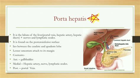 Porta Hepatis Lymph Node