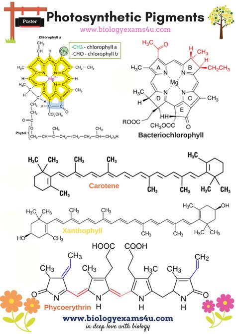 3 Major Classes of Photosynthetic Pigments PDF ~ Biology Exams 4 U