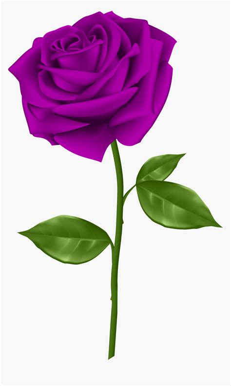 Purple Rose Wallpaper Download