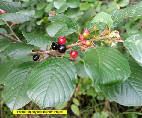 Buckthorn Identification | Buckthorn Project