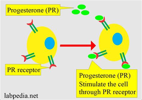 Progesterone Receptor (PR) For Breast Cancer - Labpedia.net