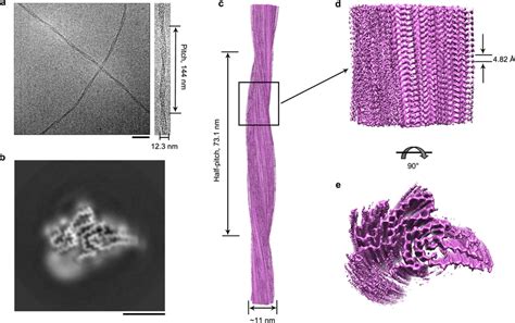 Cryo-EM structure of SOD1 fibril a Raw cryo-EM image of amyloid fibrils... | Download Scientific ...