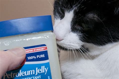 How to Clear a Cat's Stuffy Nose | Cuteness | Cat allergies, Cat cold, Cats