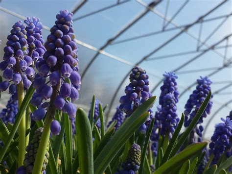 Grape Hyacinth – Sunborn Gardens