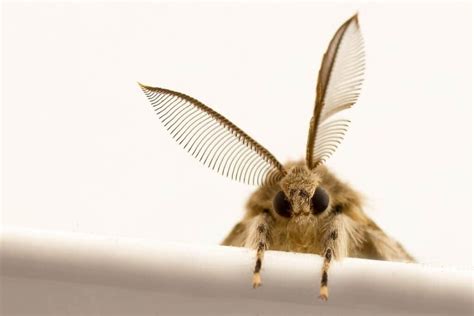 Can Moths Bite? Exploring the Truth Behind Moth Bites – pestABC