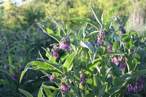 Comfrey Bocking 14 – Gardens for Life