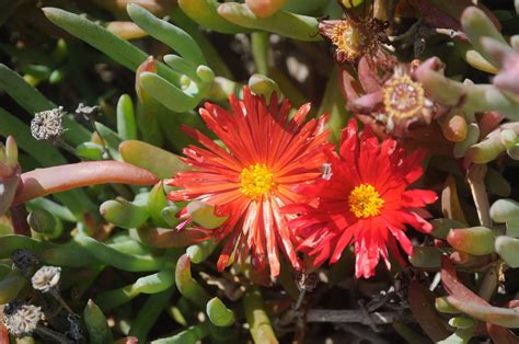 Carpobrotus [Family: Aizoaceae] Alpine Plants, Conservatories ...