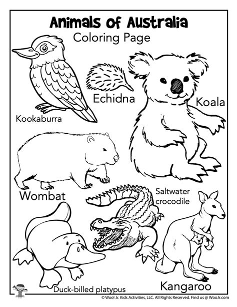 Introducing Glistening Australian Animals Colouring Pages Honoring Lead Your Joke Receptor - koibait