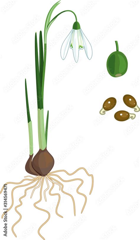 Parts of plant. Morphology of Galanthus nivalis or Common snowdrop ...