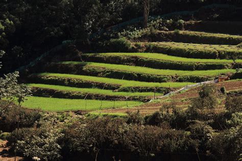 Terrace farming on Hills in Ooty, India - PixaHive