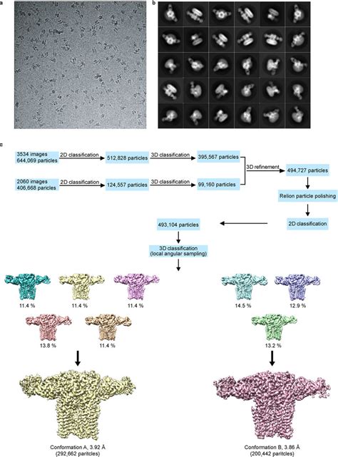 Cryo-EM image processing procedure a, Representative cryo-electron... | Download Scientific Diagram