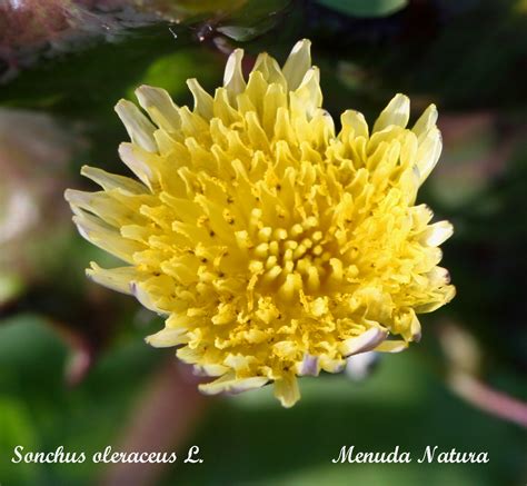 Menuda Natura: Sonchus oleraceus L.