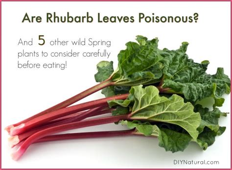 Are Rhubarb Leaves Poisonous? 6 Wild Plants to Avoid Eating