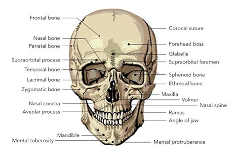 Skull Diagram Labeled