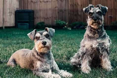 How To Compost Dog Poop: The Ultimate Beginners Guide - The Green Pet Guide