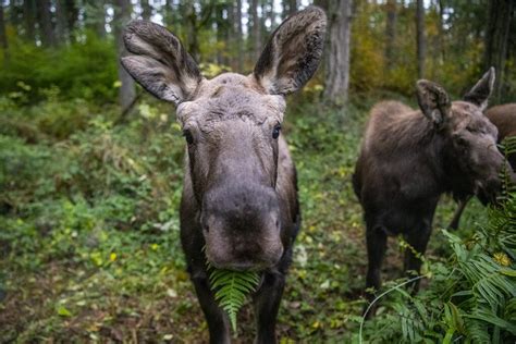 Rescued moose calves make public debut - Northwest Trek