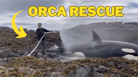 Stranded Orca Rescue Attempt - Animals Around The Globe