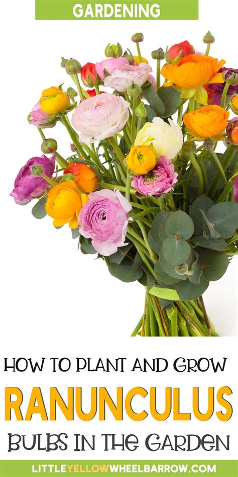 How to Plant Ranunculus Bulbs - Planting, Growing, and Storing