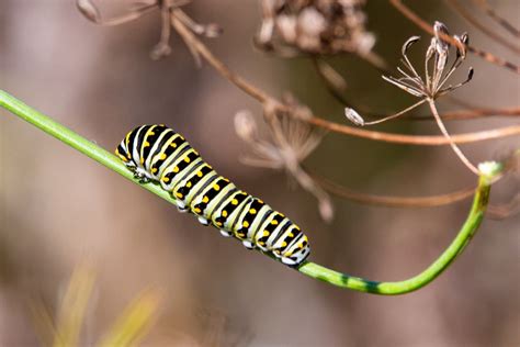 26 Different Types of Yellow Caterpillars