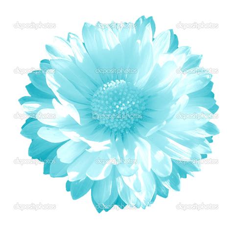 Clear blue flower on a white background — Stock Photo © ARTi19 #31358763