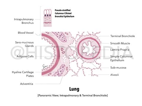 Lung (Panoramic View)