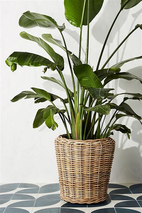 15 Best Rattan Pot Planters with Boho Style