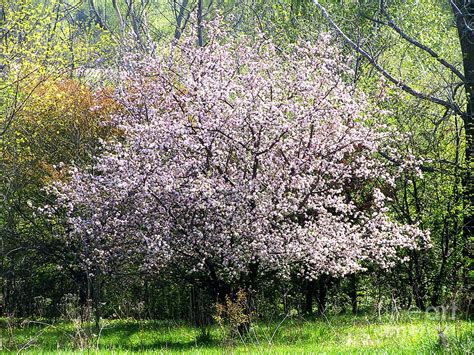 Apple Tree In Blossom Photograph by Conni Schaftenaar