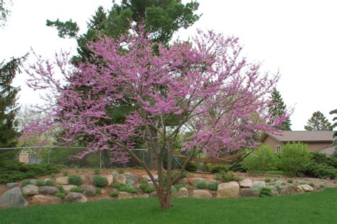 Eastern Redbud | Landscape Architecture, LLC