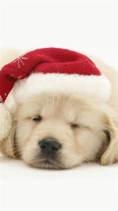 Cute Puppies Christmas Wallpapers - Wallpaper Cave