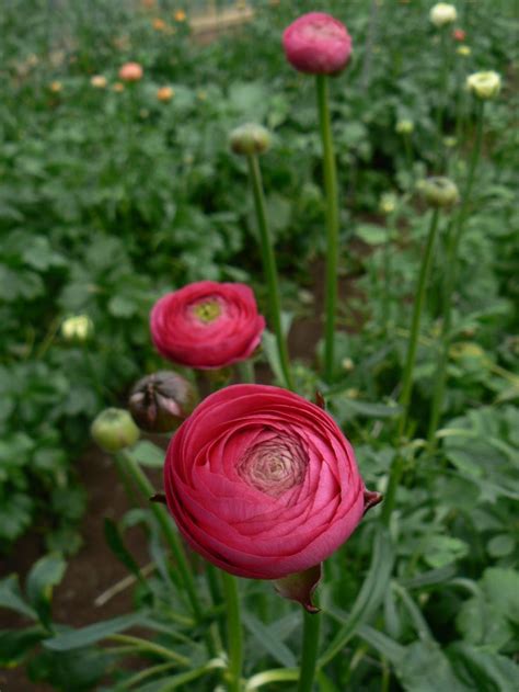 1000+ images about Ranunculus varieties & colours on Pinterest ...