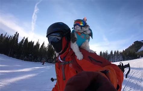 Canadian Ski Resort Partners With Skiing Cat | Unofficial Networks