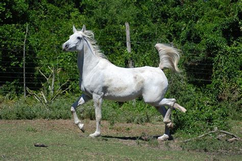 Stringhalt in Horses - Symptoms, Causes, Diagnosis, Treatment, Recovery, Management, Cost