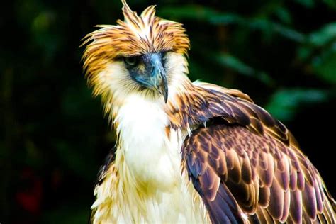 Philippine Eagle: Species Overview, Conservation and Threats