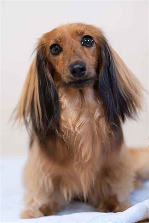 How To Care For A Long Haired Dachshund - Grooming Tips, Health Care, Training And More | Your ...