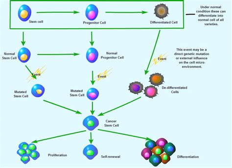 Cancer Stem Cell Markers | Cancer Research | Support | Signalway Antibody | Signalway Antibody