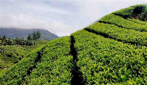 Munnar Echo Point - Entry fees, Timings, Ticket, Online Booking, Boating